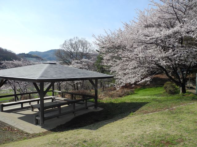 130401年桜 (1).JPG